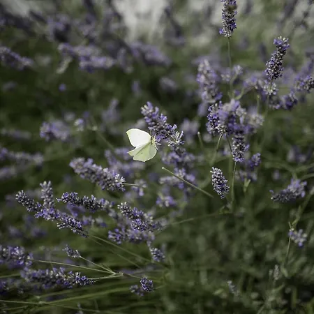 Apartman Dedic Supetarska Draga